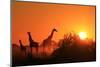 Giraffe Silhouette - African Wildlife Background - Beauty in Color and Freedom-Stacey Ann Alberts-Mounted Photographic Print