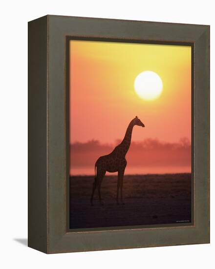 Giraffe Silhouette at Sunset, (Giraffa Camelopardalis) Etosha National Park, Namibia-Tony Heald-Framed Premier Image Canvas