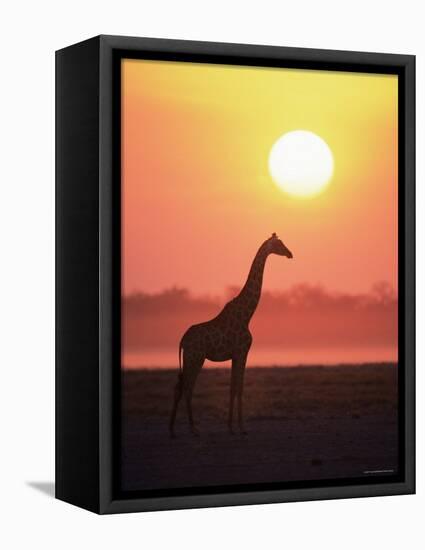 Giraffe Silhouette at Sunset, (Giraffa Camelopardalis) Etosha National Park, Namibia-Tony Heald-Framed Premier Image Canvas