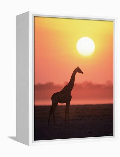 Giraffe Silhouette at Sunset, (Giraffa Camelopardalis) Etosha National Park, Namibia-Tony Heald-Framed Premier Image Canvas
