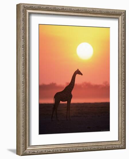 Giraffe Silhouette at Sunset, (Giraffa Camelopardalis) Etosha National Park, Namibia-Tony Heald-Framed Photographic Print