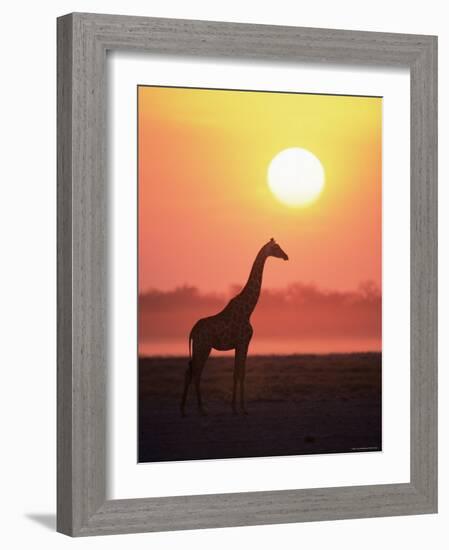 Giraffe Silhouette at Sunset, (Giraffa Camelopardalis) Etosha National Park, Namibia-Tony Heald-Framed Photographic Print