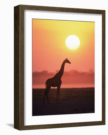 Giraffe Silhouette at Sunset, (Giraffa Camelopardalis) Etosha National Park, Namibia-Tony Heald-Framed Photographic Print