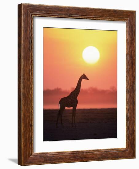 Giraffe Silhouette at Sunset, (Giraffa Camelopardalis) Etosha National Park, Namibia-Tony Heald-Framed Photographic Print