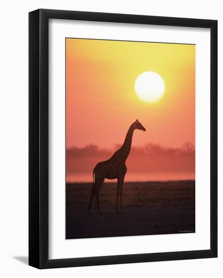 Giraffe Silhouette at Sunset, (Giraffa Camelopardalis) Etosha National Park, Namibia-Tony Heald-Framed Photographic Print