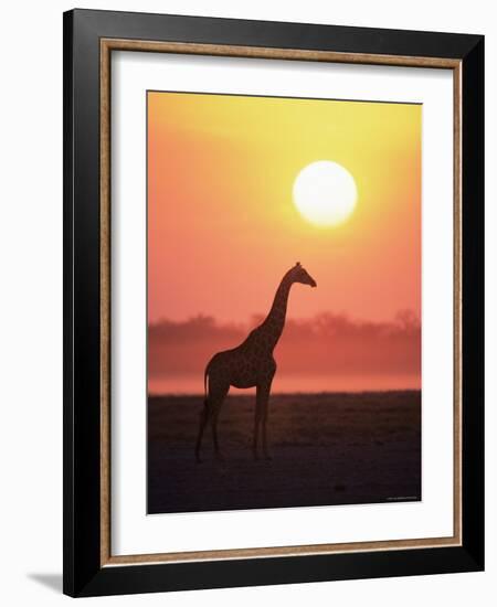 Giraffe Silhouette at Sunset, (Giraffa Camelopardalis) Etosha National Park, Namibia-Tony Heald-Framed Photographic Print