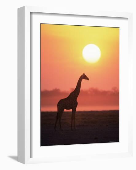 Giraffe Silhouette at Sunset, (Giraffa Camelopardalis) Etosha National Park, Namibia-Tony Heald-Framed Photographic Print