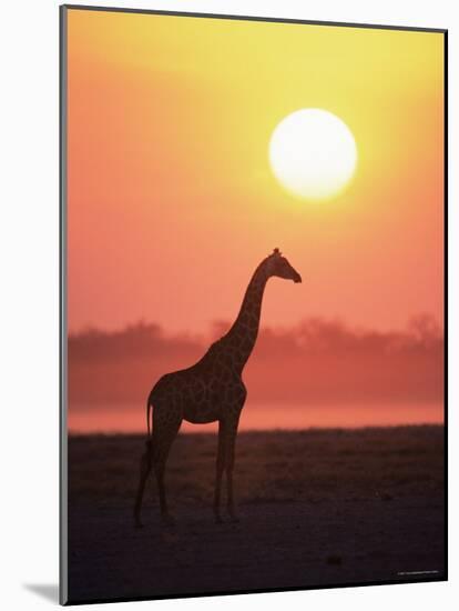 Giraffe Silhouette at Sunset, (Giraffa Camelopardalis) Etosha National Park, Namibia-Tony Heald-Mounted Photographic Print