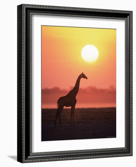 Giraffe Silhouette at Sunset, (Giraffa Camelopardalis) Etosha National Park, Namibia-Tony Heald-Framed Photographic Print