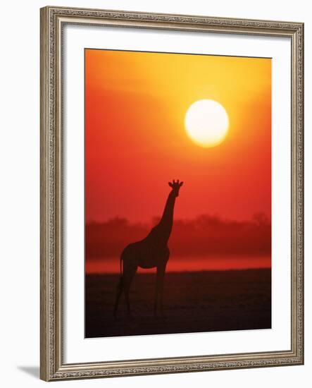 Giraffe Silhouette at Sunset, Namibia, Etosha National Park-Tony Heald-Framed Photographic Print