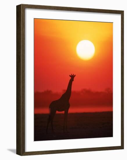 Giraffe Silhouette at Sunset, Namibia, Etosha National Park-Tony Heald-Framed Photographic Print