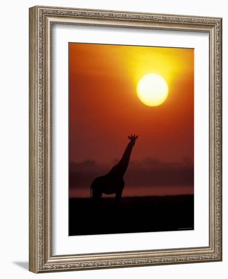 Giraffe Silhouetted at Sunset, (Giraffa Camelopardalis) Namibia Etosha National Park-Tony Heald-Framed Photographic Print