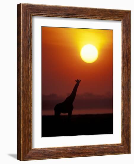 Giraffe Silhouetted at Sunset, (Giraffa Camelopardalis) Namibia Etosha National Park-Tony Heald-Framed Photographic Print