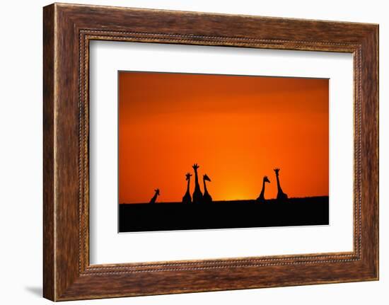 Giraffe Silhouettes at Sunset-Paul Souders-Framed Photographic Print