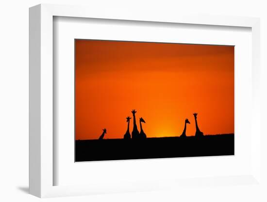 Giraffe Silhouettes at Sunset-Paul Souders-Framed Photographic Print