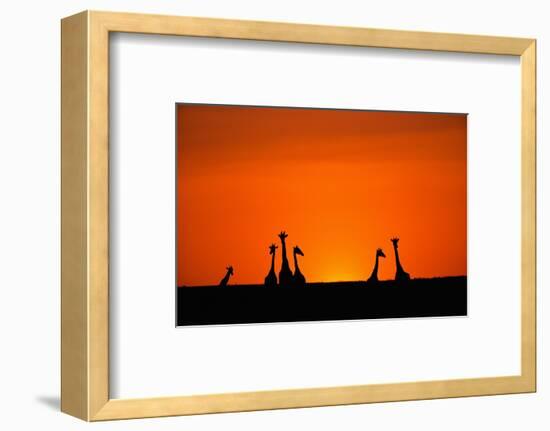 Giraffe Silhouettes at Sunset-Paul Souders-Framed Photographic Print