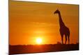 Photographic Print
