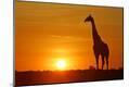 Photographic Print