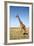 Giraffe Standing in the Grasslands of the Masai Mara Reserve (Kenya)-Paul Banton-Framed Photographic Print