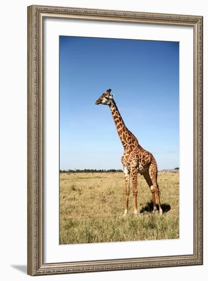 Giraffe Standing in the Grasslands of the Masai Mara Reserve (Kenya)-Paul Banton-Framed Photographic Print