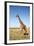 Giraffe Standing in the Grasslands of the Masai Mara Reserve (Kenya)-Paul Banton-Framed Photographic Print