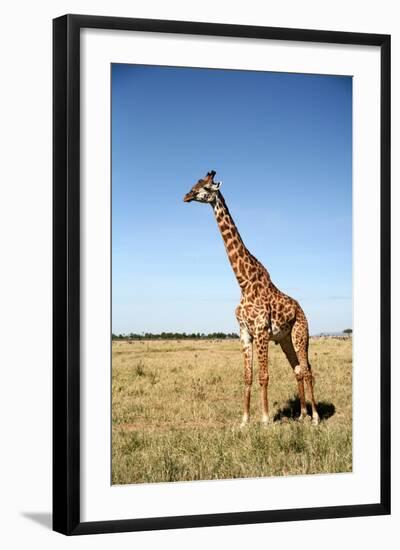 Giraffe Standing in the Grasslands of the Masai Mara Reserve (Kenya)-Paul Banton-Framed Photographic Print