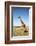 Giraffe Standing in the Grasslands of the Masai Mara Reserve (Kenya)-Paul Banton-Framed Photographic Print