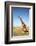 Giraffe Standing in the Grasslands of the Masai Mara Reserve (Kenya)-Paul Banton-Framed Photographic Print