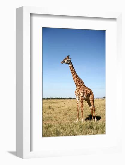 Giraffe Standing in the Grasslands of the Masai Mara Reserve (Kenya)-Paul Banton-Framed Photographic Print