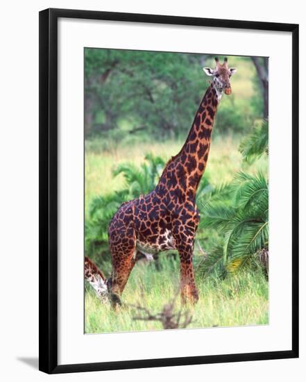 Giraffe, Tanzania-David Northcott-Framed Photographic Print