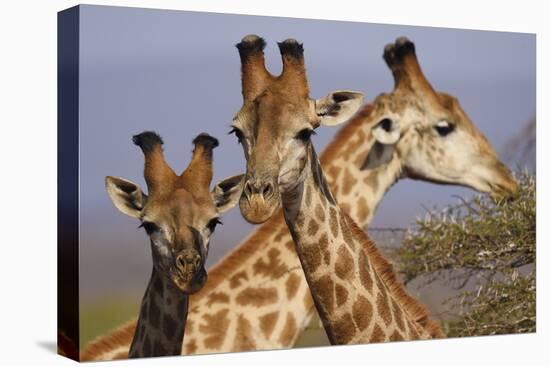 Giraffe Trio-Staffan Widstrand-Framed Stretched Canvas