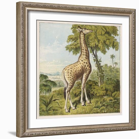 Giraffe Uses Its Dextrous Tongue to Pick off the Leaves from a Very Tall Tree-Joseph Kronheim-Framed Art Print