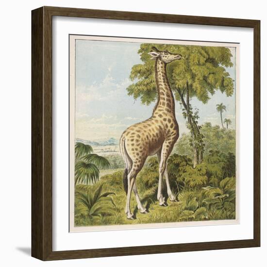 Giraffe Uses Its Dextrous Tongue to Pick off the Leaves from a Very Tall Tree-Joseph Kronheim-Framed Art Print