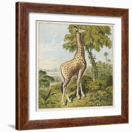 Giraffe Uses Its Dextrous Tongue to Pick off the Leaves from a Very Tall Tree-Joseph Kronheim-Framed Art Print