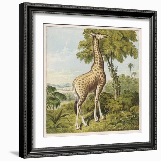 Giraffe Uses Its Dextrous Tongue to Pick off the Leaves from a Very Tall Tree-Joseph Kronheim-Framed Art Print
