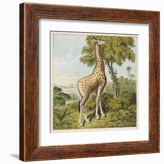 Giraffe Uses Its Dextrous Tongue to Pick off the Leaves from a Very Tall Tree-Joseph Kronheim-Framed Art Print