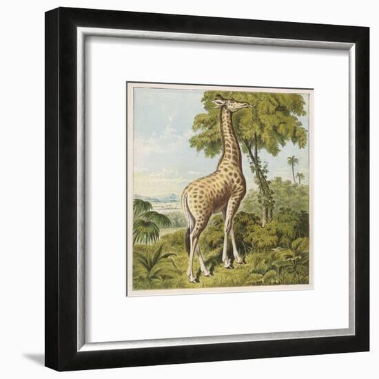 Giraffe Uses Its Dextrous Tongue to Pick off the Leaves from a Very Tall Tree-Joseph Kronheim-Framed Art Print