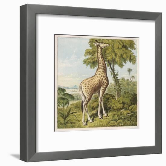 Giraffe Uses Its Dextrous Tongue to Pick off the Leaves from a Very Tall Tree-Joseph Kronheim-Framed Art Print