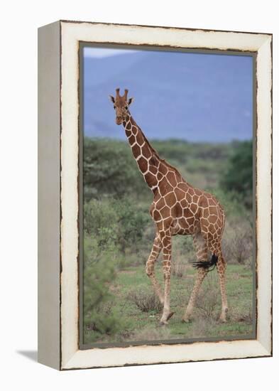 Giraffe Walking on the Savanna-DLILLC-Framed Premier Image Canvas