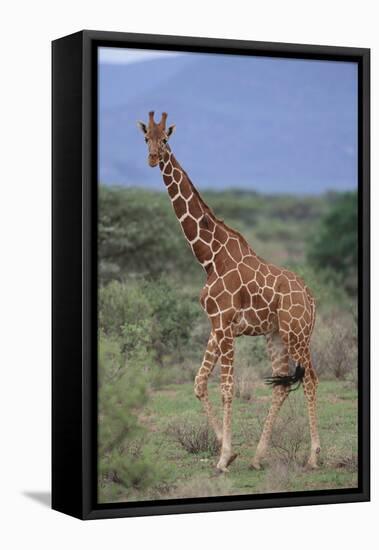 Giraffe Walking on the Savanna-DLILLC-Framed Premier Image Canvas