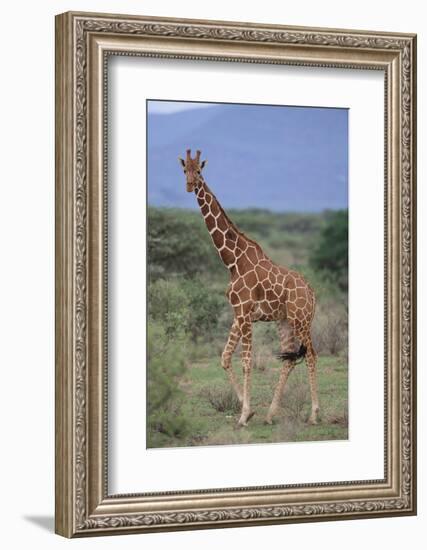 Giraffe Walking on the Savanna-DLILLC-Framed Photographic Print