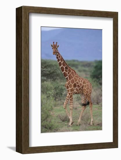 Giraffe Walking on the Savanna-DLILLC-Framed Photographic Print