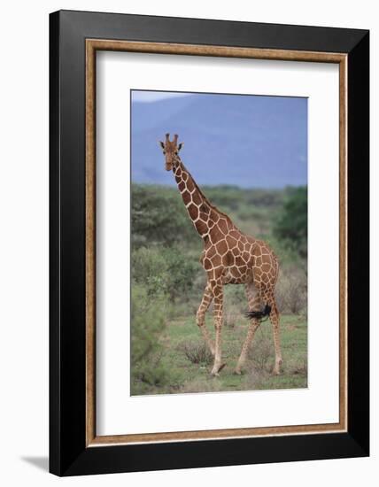 Giraffe Walking on the Savanna-DLILLC-Framed Photographic Print