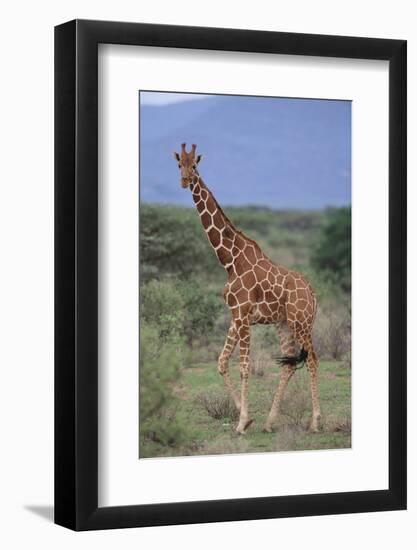 Giraffe Walking on the Savanna-DLILLC-Framed Photographic Print