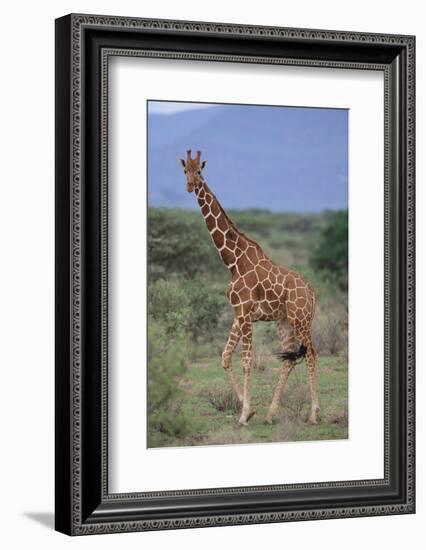 Giraffe Walking on the Savanna-DLILLC-Framed Photographic Print