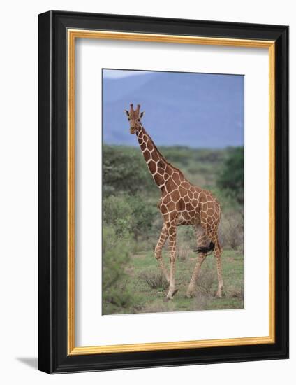 Giraffe Walking on the Savanna-DLILLC-Framed Photographic Print