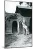 Giraffe with 3 Day Old Baby and Keeper at London Zoo, 1914-Frederick William Bond-Mounted Giclee Print