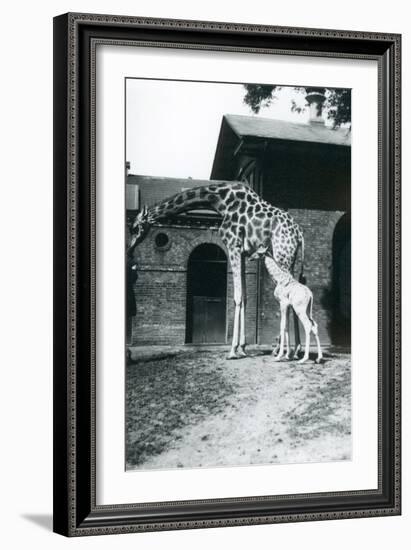 Giraffe with 3 Day Old Baby and Keeper at London Zoo, 1914-Frederick William Bond-Framed Giclee Print
