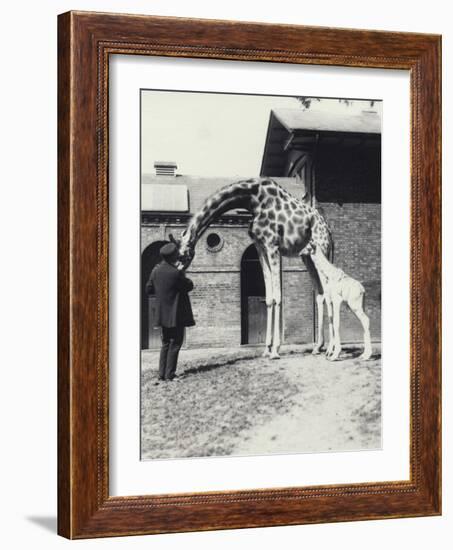 Giraffe with 3 Day Old Baby and Keeper at London Zoo, 1914-Frederick William Bond-Framed Photographic Print