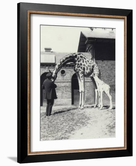 Giraffe with 3 Day Old Baby and Keeper at London Zoo, 1914-Frederick William Bond-Framed Photographic Print